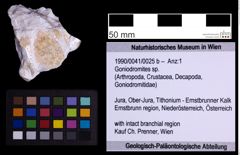 Foto (Objekt + Etiketten) von Goniodromites sp. (NHMW-GEO-1990-0041-0025b)